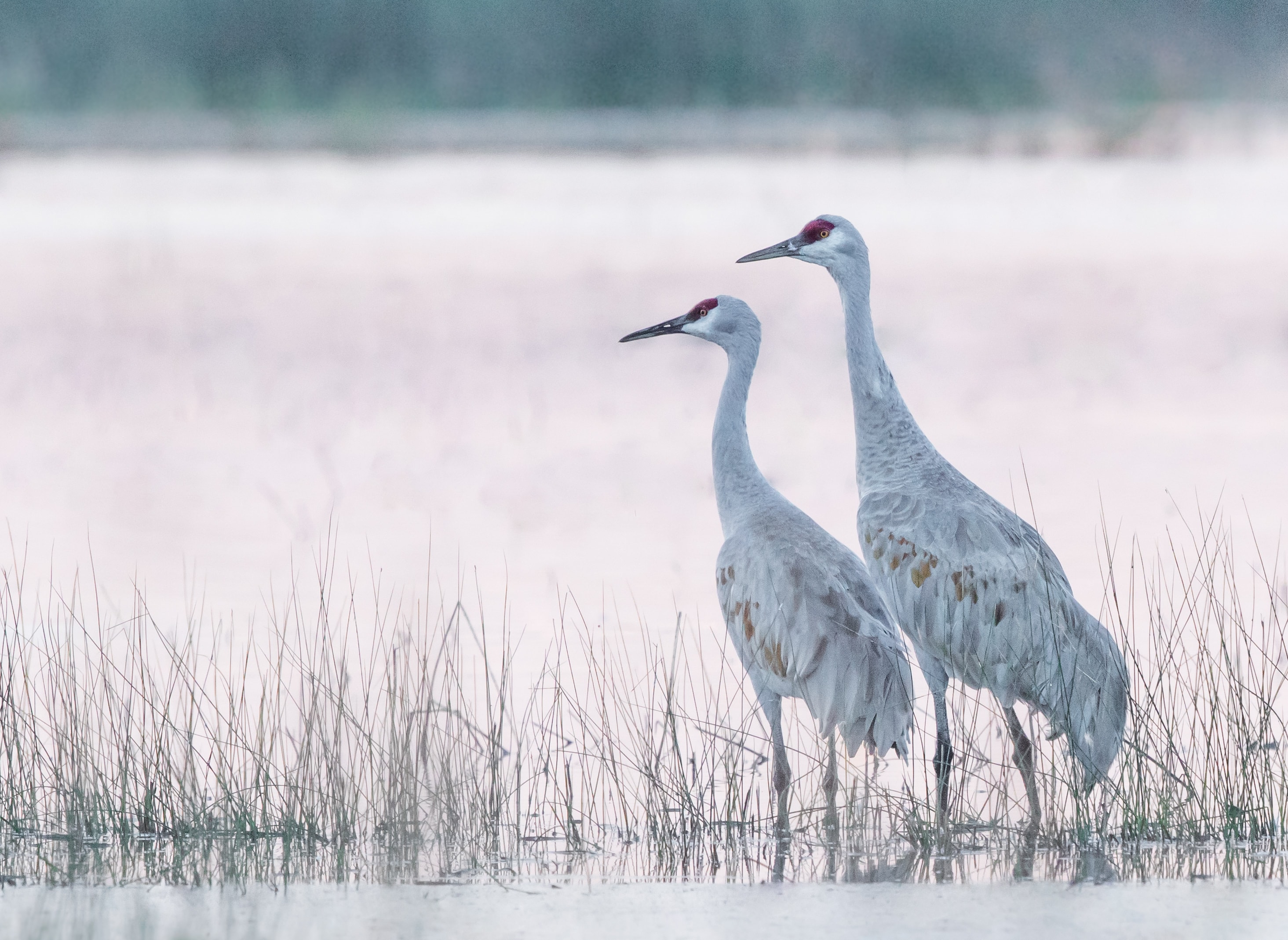 bird of California image 32